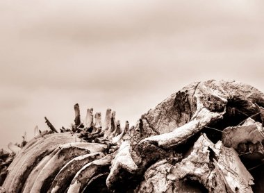 yakın çekim fotoğraf eski iskelet ayrıntılı balina 