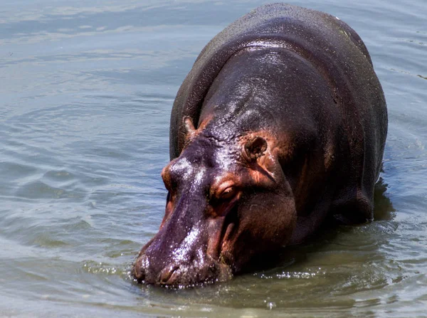 Photo of wild hippo getting out of the water