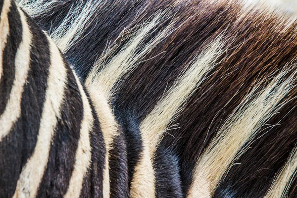 Close up photo of zebra skin detail