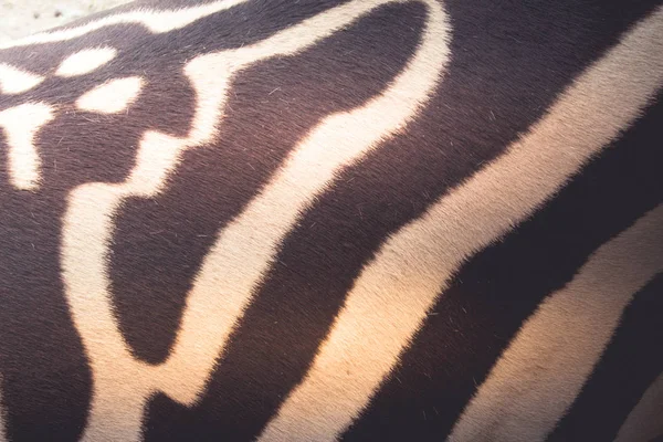 Close up photo of zebra skin detail