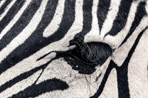 Close Foto Olho Zebra Selvagem Pele — Fotografia de Stock