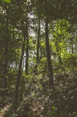 Uzun boylu ağaçlar yeşil doğal orman içinde alttan görünüm