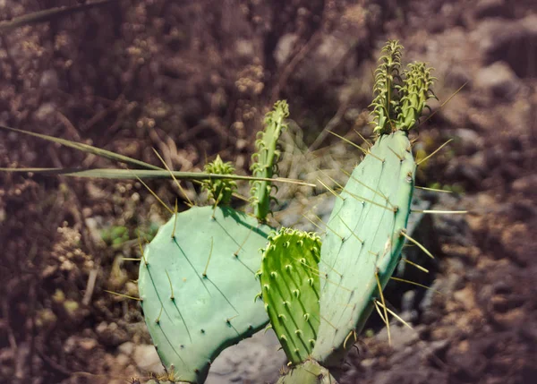 新鮮な緑のサボテンの植物の詳細ビュー — ストック写真