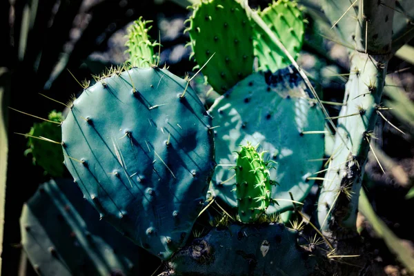 Vista Detallada Plantas Nopal Verdes Frescas —  Fotos de Stock