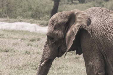 Bir filin alanında fotoğraf