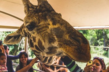 Monterrey, Nuevo Len / Meksika - 4/8/2018: Bioparque Estrella safari kamyonda kafasını alay bir zürafa fotoğrafı