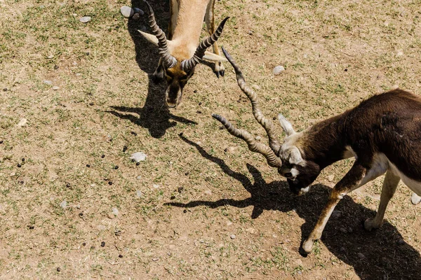 Антилопи Збираються Вдарити Роги Іншим Антилопом — стокове фото