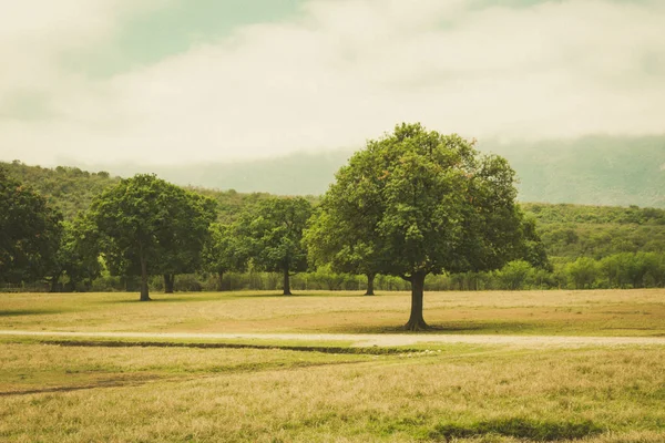 Foto Eines Hains Dem Rechts Bild Ein Baum Hervorsticht — Stockfoto