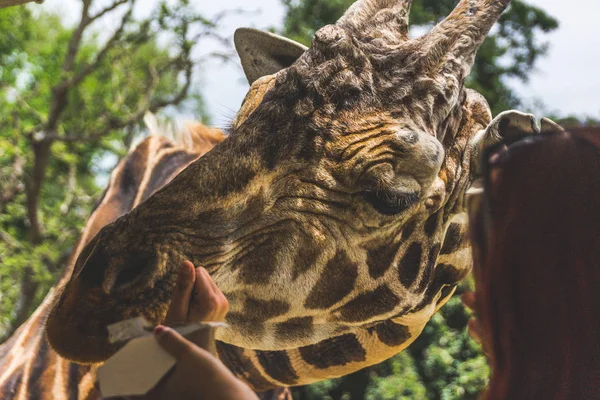 Monterrey Nuevo Len México 2018 Fotografia Uma Girafa Cutucando Cabeça — Fotografia de Stock