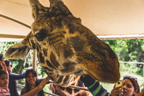 Monterrey Nuevo Len México 2018 Fotografia Uma Girafa Cutucando Cabeça — Fotografia de Stock