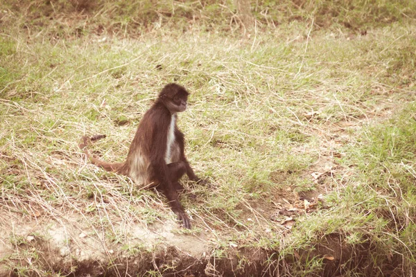 Photograph Monkey Prostrate Lawn — Stock Photo, Image