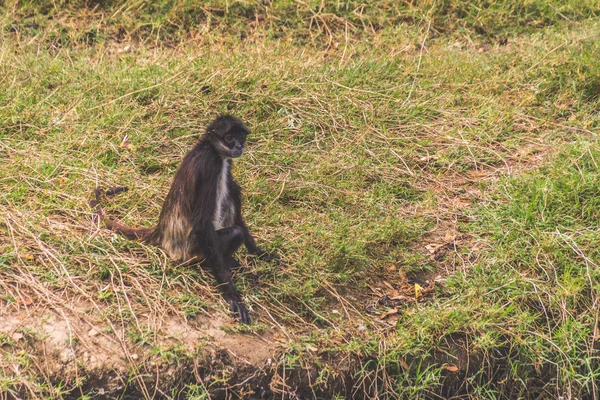 Photographie Singe Prosterné Sur Pelouse — Photo