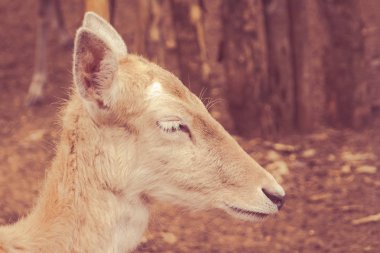 Bir genç kadın sevgili ormandaki fotoğrafı