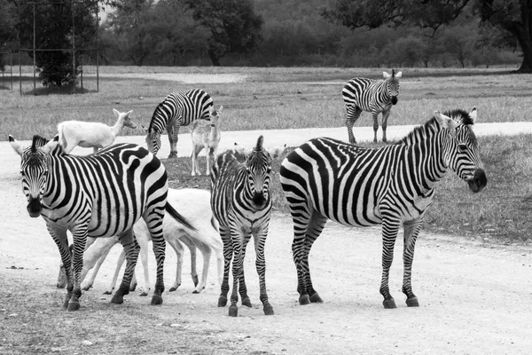 Fotografia Algumas Zebras Outros Animais Campo — Fotografia de Stock