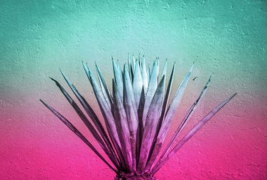Maguey bitki pembe ile ve cian degrade fotoğrafı