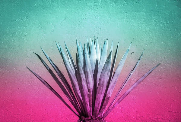 Fotografia Uma Planta Maguey Com Gradiente Rosa Ciano — Fotografia de Stock