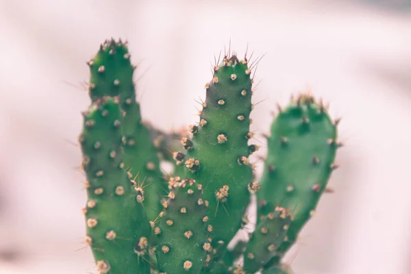 Fotografia de detalhe de uma planta de cacto — Fotografia de Stock