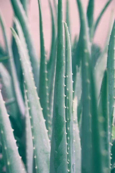 Aloe vera plantas verdes — Fotografia de Stock