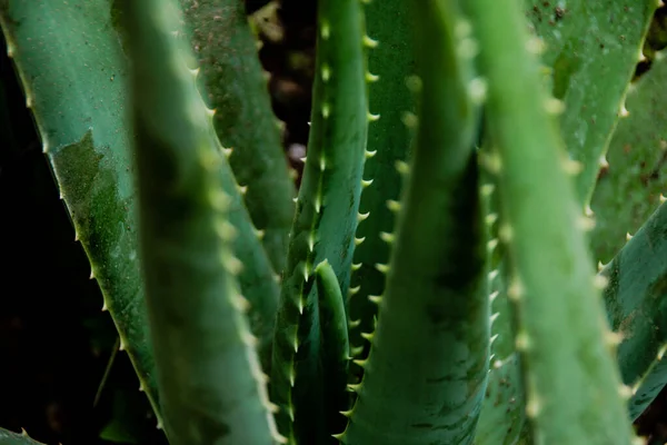 Aloe vera plantas verdes — Fotografia de Stock