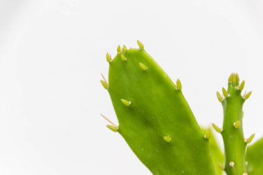 Bir kaktüs bitkisinin detaylı fotoğrafı