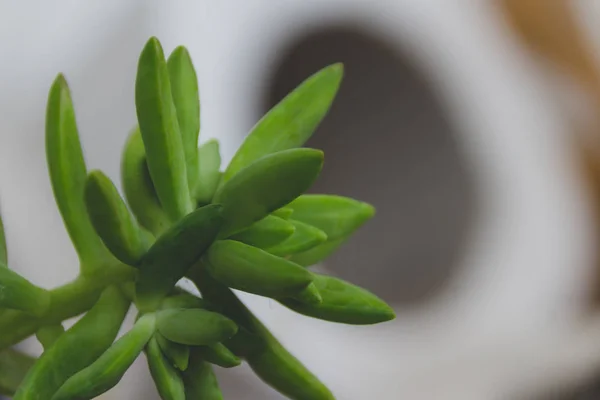 Green Cactus Plant Detail Photograph — Stock Photo, Image