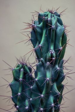 Yeşil kaktüs bitkinin detaylı fotoğrafı.