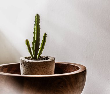 Beton kazanda yeşil bir kaktüsün fotoğrafı.