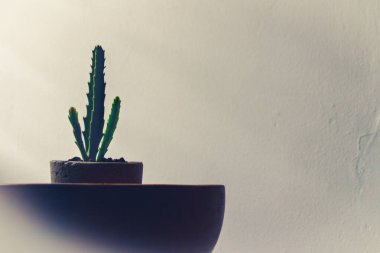 Beton kazanda yeşil bir kaktüsün fotoğrafı.