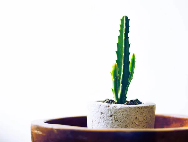 Photograph Green Cactus Concrete Pot — Stock Photo, Image