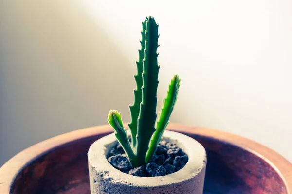 Photograph Green Cactus Concrete Pot — Stock Photo, Image