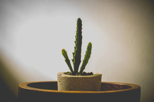 Photograph of a green cactus in a concrete pot