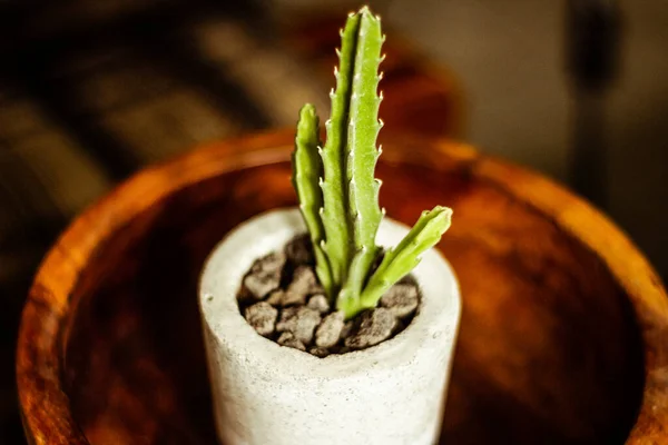 Photograph Green Cactus Concrete Pot — Stock Photo, Image