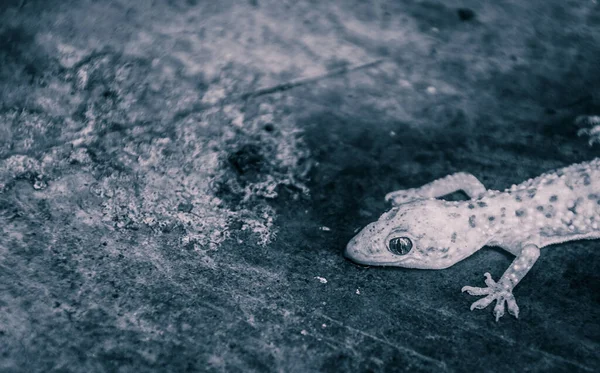 Photographie Détaillée Lézard Sur Sol Béton — Photo