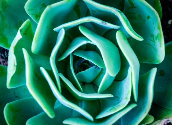 천연물 식물의 — 스톡 사진