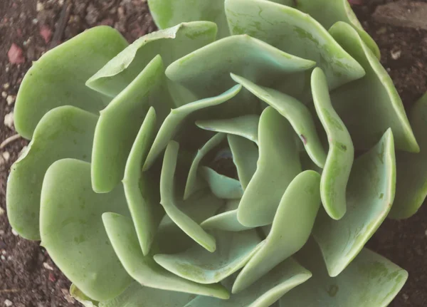 Fotografía Planta Suculenta Natural — Foto de Stock