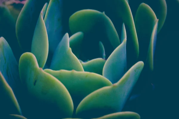 Fotografia Piante Succulente Naturali — Foto Stock