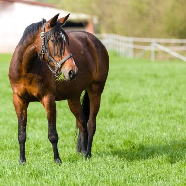 Taze yeşil çayırda otlayan at
