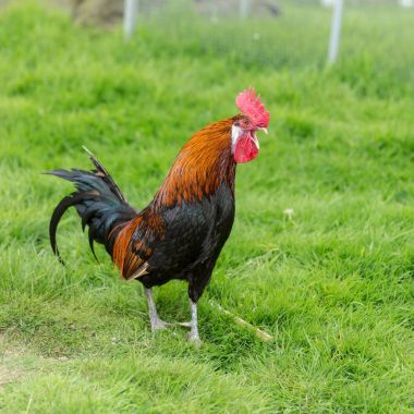 çayır renkli horoz