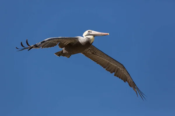 Pelicano voador no céu azul escuro — Fotografia de Stock