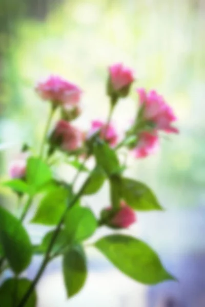Beetje roze rozen achtergrond wazig — Stockfoto