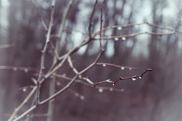 Bahar yağmur damla dalları