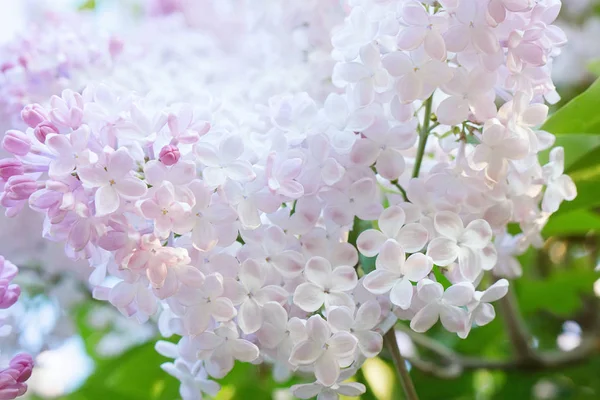 Güneşli bir günde Lila çiçek pembe