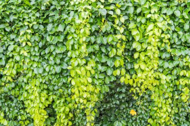 Yeşil Yapraklar duvar arkaplanı