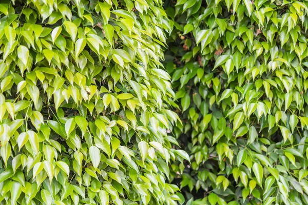 Groene bladeren muur achtergrond — Stockfoto