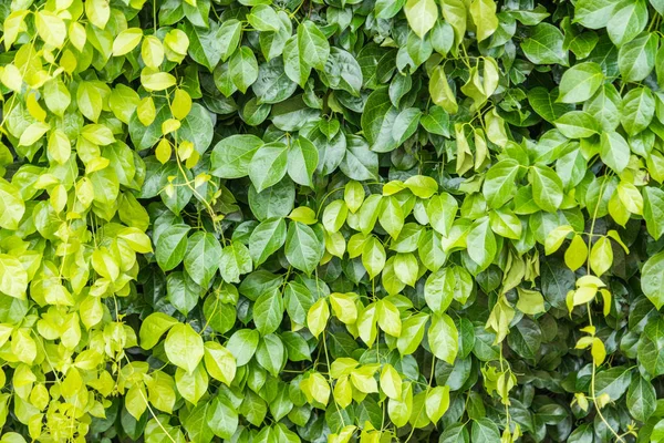 Folhas verdes fundo da parede — Fotografia de Stock