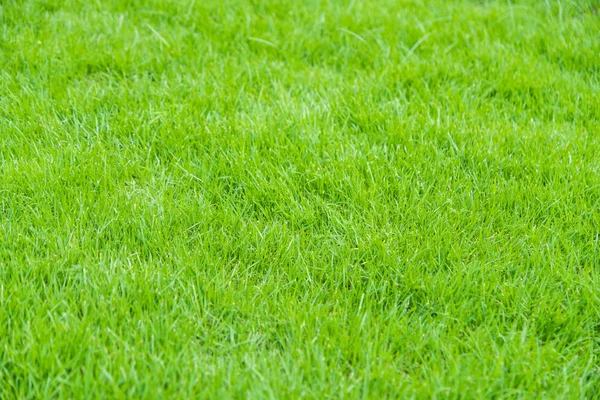 Zelená tráva textura pozadí. — Stock fotografie