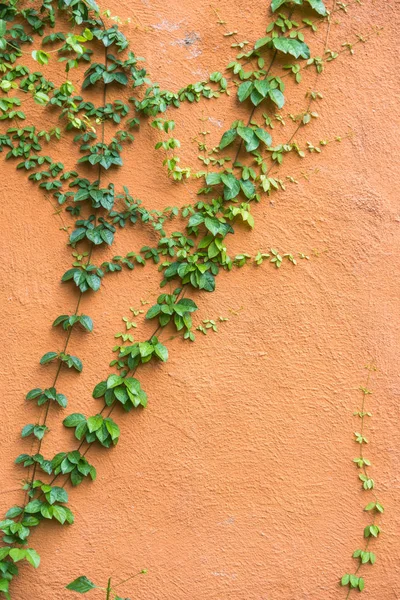 Ficus pumila lezení na červené zdi — Stock fotografie