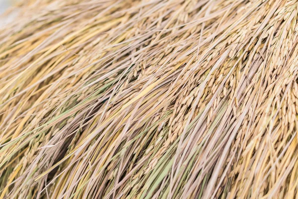 Gouden padie, jasmijn rijst ook bekend als Hommali rijst — Stockfoto