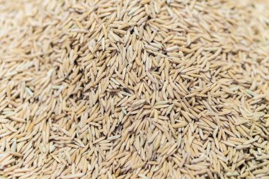 Çeltik pirinç Yasemin doku arka plan ve altın bir duvar kağıdı için 