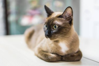 yakın çekim kedi portresi